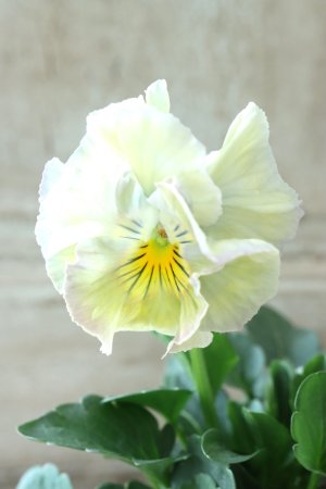 画像3: Fee des neiges Crepe "フェデネージュ クレープ" No.103