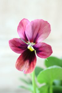 ~Ueta collection~"ビオラ パピヨンワールド" No.73