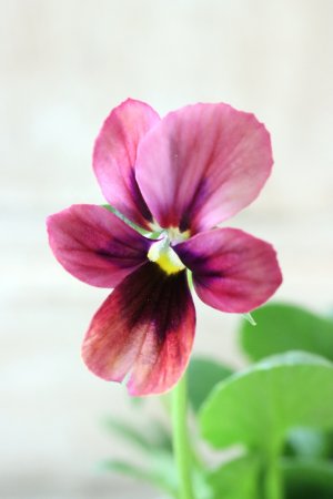 画像1: ~Ueta collection~"ビオラ パピヨンワールド" No.73