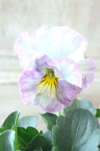 Fee des neiges Crepe "フェデネージュ クレープ" No.83