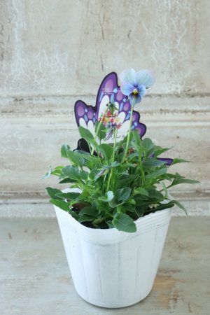 画像4: ~Ueta collection~"ビオラ パピヨンワールド" No.41