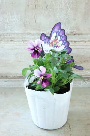 画像4: ~Ueta collection~"ビオラ パピヨンワールド" No.62