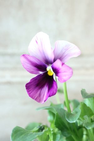 画像2: ~Ueta collection~"ビオラ パピヨンワールド" No.62