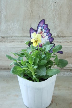 画像4: ~Ueta collection~"ビオラ パピヨンワールド" No.69