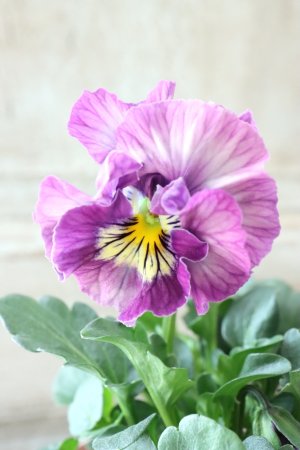 画像2: Fee des neiges Crepe "フェデネージュ クレープ" No.99