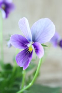 ~Ueta collection~"ビオラ パピヨンワールド" No.53