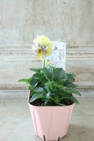 画像4: Fee des neiges Crepe "フェデネージュ クレープ" No.85