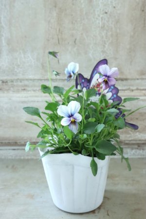 画像5: ~Ueta collection~"ビオラ パピヨンワールド" No.65