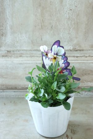 画像4: ~Ueta collection~"ビオラ パピヨンワールド" No.72