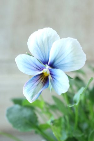 画像1: ~Ueta collection~"ビオラ パピヨンワールド" No.76