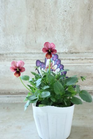 画像4: ~Ueta collection~"ビオラ パピヨンワールド" No.61