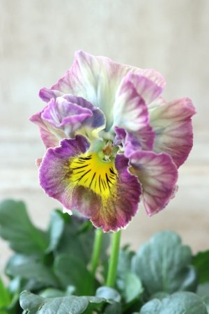 画像1: Fee des neiges Crepe "フェデネージュ クレープ" No.84