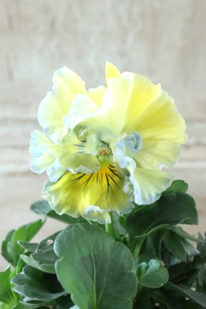 画像1: Fee des neiges Crepe "フェデネージュ クレープ" No.90