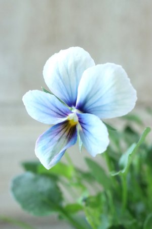 画像2: ~Ueta collection~"ビオラ パピヨンワールド" No.76