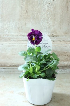 画像4: Fee des neiges Crepe Noble "フェデネージュ クレープ ノーブル" No.134