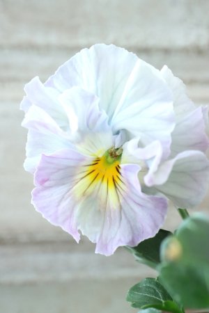 画像3: Fee des neiges Crepe "フェデネージュ クレープ" No.83