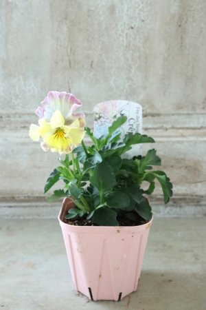 画像4: Fee des neiges Crepe "フェデネージュ クレープ" No.82