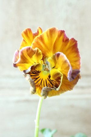 画像3: Fee des neiges Crepe Noble "フェデネージュ クレープ ノーブル" No.131