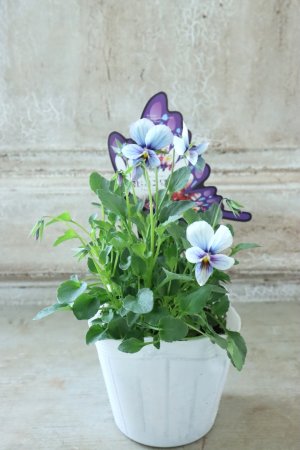 画像5: ~Ueta collection~"ビオラ パピヨンワールド" No.56