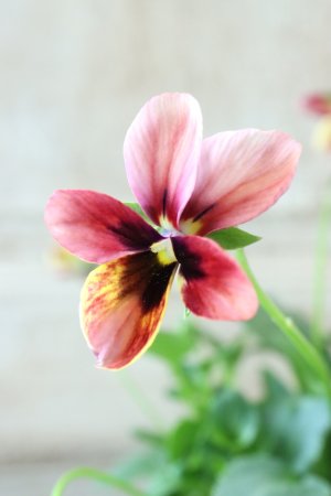 画像2: ~Ueta collection~"ビオラ パピヨンワールド" No.75