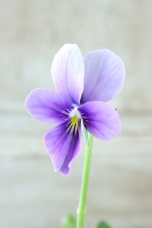 画像3: ~Ueta collection~"ビオラ パピヨンワールド" No.53