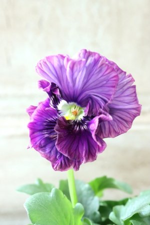 画像2: Fee des neiges Crepe Noble "フェデネージュ クレープ ノーブル" No.133