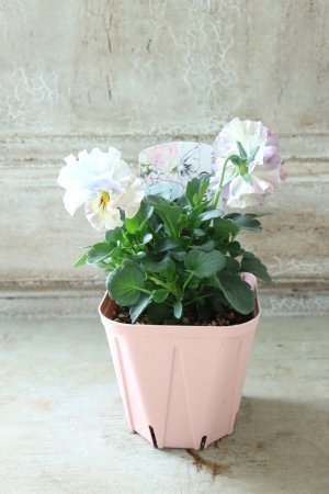 画像4: Fee des neiges Crepe "フェデネージュ クレープ" No.105