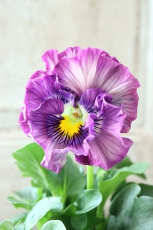 画像1: Fee des neiges Crepe Noble "フェデネージュ クレープ ノーブル" No.137