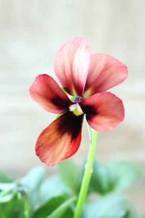 画像2: ~Ueta collection~"ビオラ パピヨンワールド" No.77