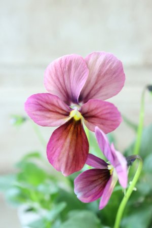 画像1: ~Ueta collection~"ビオラ パピヨンワールド" No.70