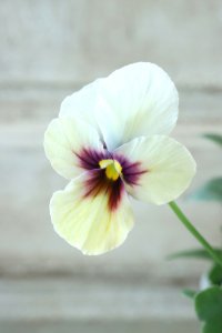 ~Ueta collection~"ビオラ パピヨンワールド" No.43