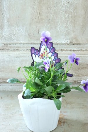 画像4: ~Ueta collection~"ビオラ パピヨンワールド" No.53