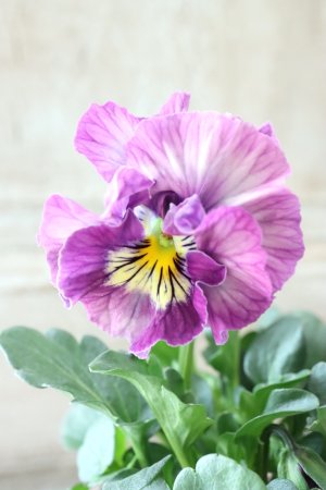 画像3: Fee des neiges Crepe "フェデネージュ クレープ" No.99