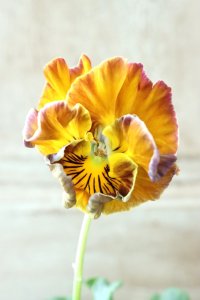 Fee des neiges Crepe Noble "フェデネージュ クレープ ノーブル" No.131