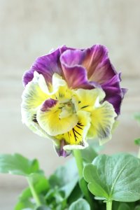 Fee des neiges Crepe Noble "フェデネージュ クレープ ノーブル" No.142