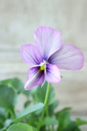 画像2: ~Ueta collection~"ビオラ パピヨンワールド" No.59