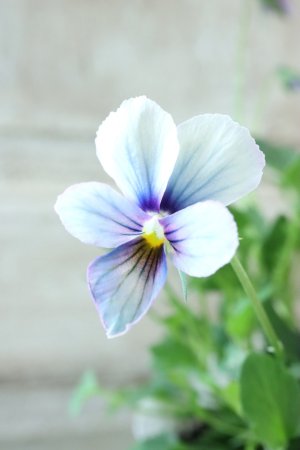 画像3: ~Ueta collection~"ビオラ パピヨンワールド" No.65