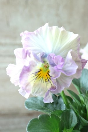 画像3: Fee des neiges Crepe "フェデネージュ クレープ" No.105