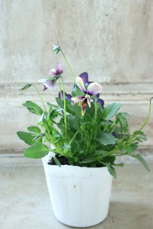 画像4: ~Ueta collection~"ビオラ パピヨンワールド" No.68