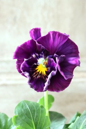 画像3: Fee des neiges Crepe Noble "フェデネージュ クレープ ノーブル" No.134