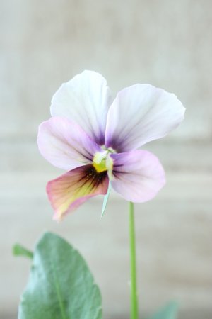 画像3: ~Ueta collection~"ビオラ パピヨンワールド" No.72