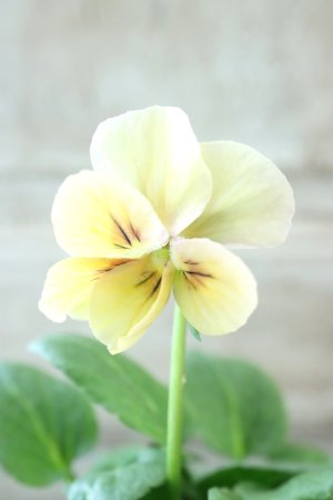 画像2: ~Ueta collection~"ビオラ パピヨンワールド" No.80