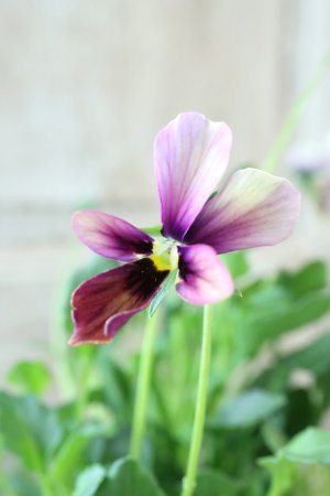 画像1: ~Ueta collection~"ビオラ パピヨンワールド" No.68