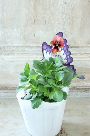 画像4: ~Ueta collection~"ビオラ パピヨンワールド" No.77