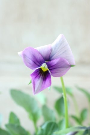 画像3: ~Ueta collection~"ビオラ パピヨンワールド" No.76