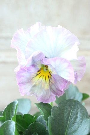 画像2: Fee des neiges Crepe "フェデネージュ クレープ" No.83