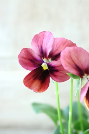 画像3: ~Ueta collection~"ビオラ パピヨンワールド" No.73