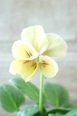 画像1: ~Ueta collection~"ビオラ パピヨンワールド" No.80