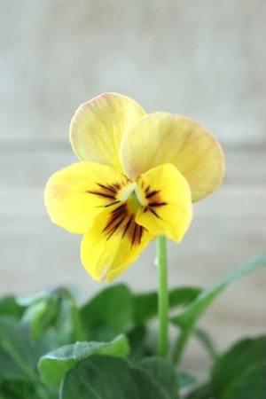 画像3: ~Ueta collection~"ビオラ パピヨンワールド" No.46