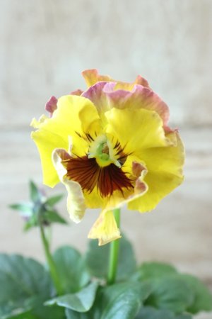 画像2: Fee des neiges~Monet Meules~ "フェデネージュ ~モネ 積みわら~" No.73